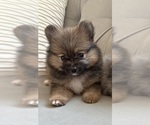 Small #1 Pomeranian