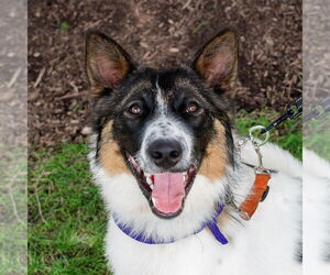 Border Collie-Unknown Mix Dogs for adoption in Mundelein, IL, USA