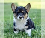 Small Pembroke Welsh Corgi