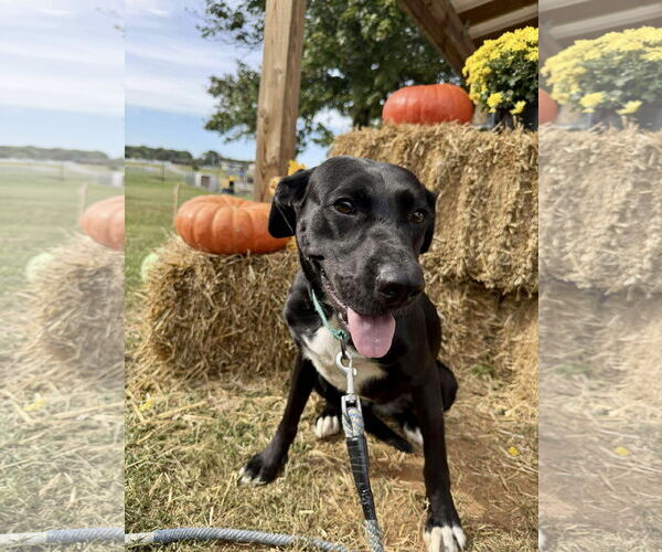 Medium Photo #3 Labrador Retriever-Unknown Mix Puppy For Sale in Rustburg, VA, USA