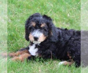 Bernedoodle Puppy for sale in STANLEY, WI, USA