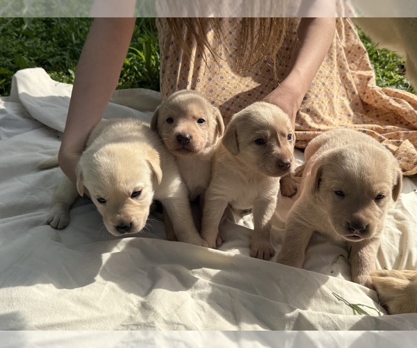 Medium Photo #6 Labrador Retriever Puppy For Sale in ROGERSVILLE, MO, USA