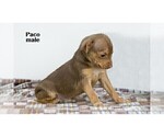 Small #4 Chihuahua