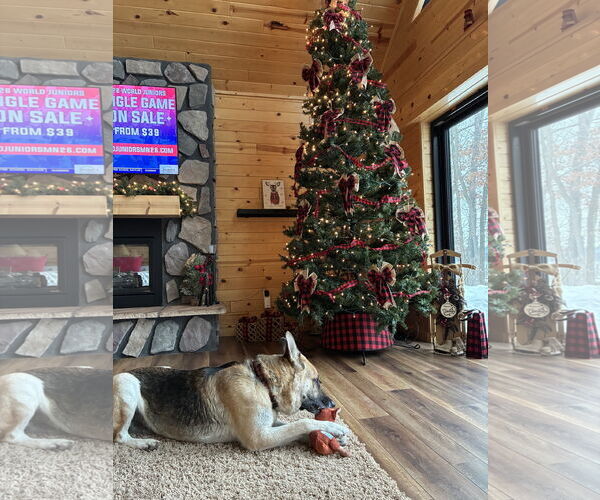 Medium Photo #5 German Shepherd Dog Puppy For Sale in Webster, WI, USA