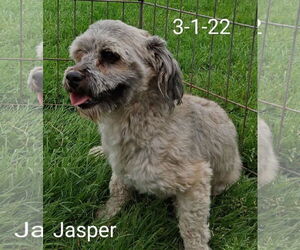 Havanese-Unknown Mix Dogs for adoption in Cuba, NY, USA