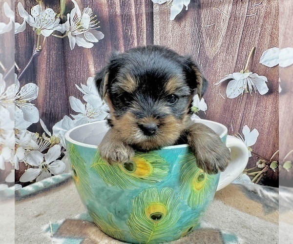 Medium Photo #19 Yorkshire Terrier Puppy For Sale in CASSVILLE, MO, USA