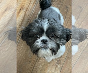 Mutt Dogs for adoption in Ridgefield, CT, USA