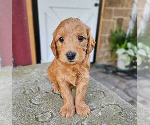 Goldendoodle (Miniature) Puppy for sale in MANHEIM, PA, USA