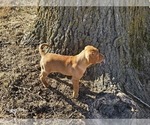 Puppy Ike Vizsla