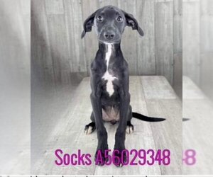 Labrador Retriever-Unknown Mix Dogs for adoption in New Orleans, LA, USA