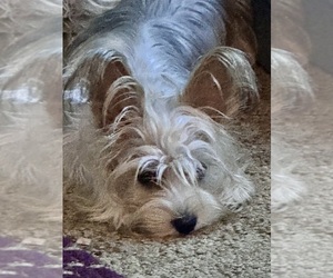 Mother of the Yorkshire Terrier puppies born on 09/28/2025