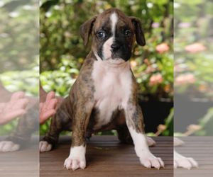 Boxer Puppy for Sale in LOS ANGELES, California USA