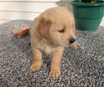 Small #6 Golden Retriever