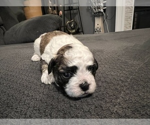 Zuchon Puppy for sale in LAKE GENEVA, WI, USA