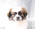 Small Photo #2 Zuchon Puppy For Sale in WESTPOINT, IN, USA