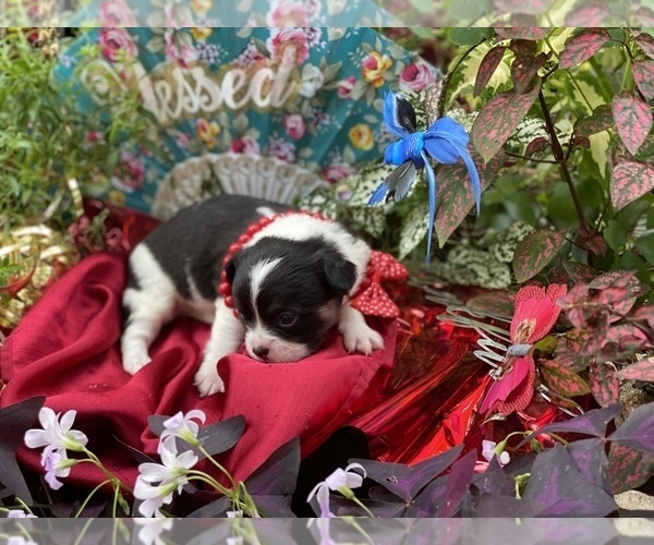 Medium Photo #17 Bullhuahua-Chihuahua Mix Puppy For Sale in RAWSONVILLE, MI, USA