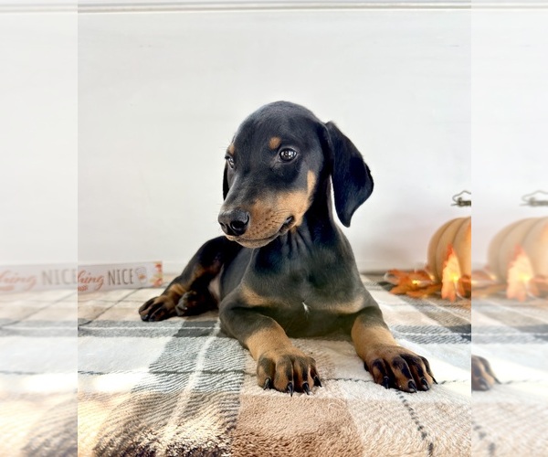 Medium Photo #5 Doberman Pinscher Puppy For Sale in GREENFIELD, IN, USA