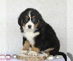 Small Photo #2 Bernese Mountain Dog Puppy For Sale in ATGLEN, PA, USA