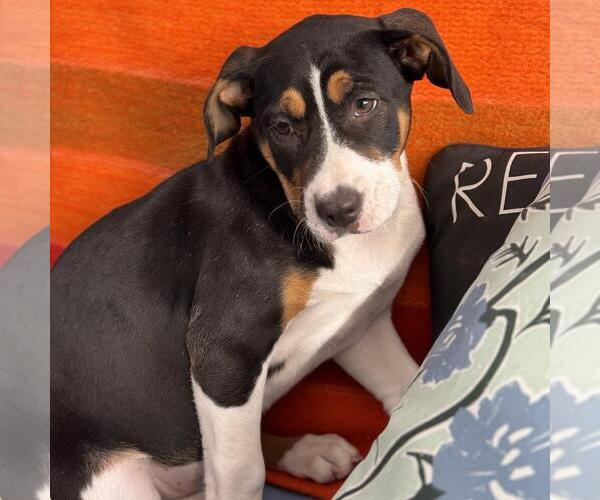 Medium Photo #2 Labrador Retriever-Unknown Mix Puppy For Sale in San Diego, CA, USA