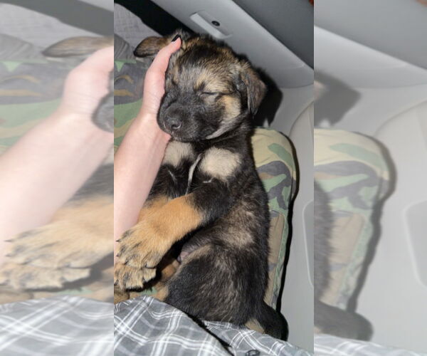 Medium Photo #1 Aussie Siberian Puppy For Sale in Claremore, OK, USA