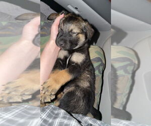 Aussie Siberian Dogs for adoption in Claremore, OK, USA