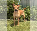 Small Labrador Retriever Mix