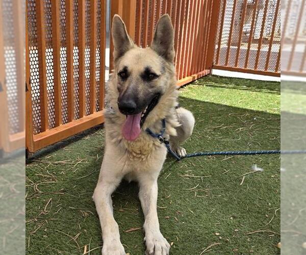 Medium Photo #1 German Shepherd Dog-Unknown Mix Puppy For Sale in Las Vegas, NV, USA