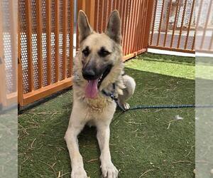 German Shepherd Dog-Unknown Mix Dogs for adoption in Las Vegas, NV, USA