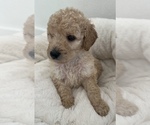 Small Photo #6 Goldendoodle Puppy For Sale in COLORADO SPRINGS, CO, USA