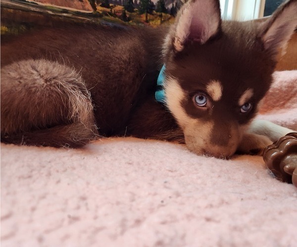 Medium Photo #1 Alaskan Husky Puppy For Sale in YACOLT, WA, USA