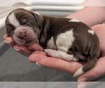 Puppy PrinceJellybean English Springer Spaniel