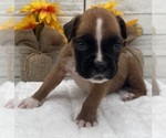 Small #7 Boxer