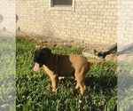Small Photo #17 Bullmastiff Puppy For Sale in BELLVILLE, TX, USA