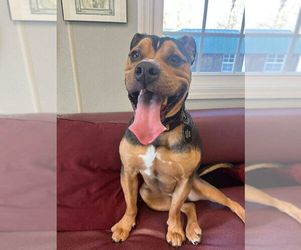 Medium Photo #4 Bulldog-Unknown Mix Puppy For Sale in Osgood, IN, USA