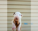 Small Bull Terrier