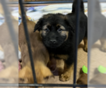 Small #1 Chow Chow Mix