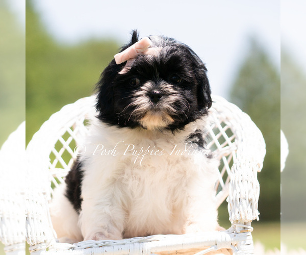 Medium Photo #4 Shih Tzu Puppy For Sale in WARSAW, IN, USA