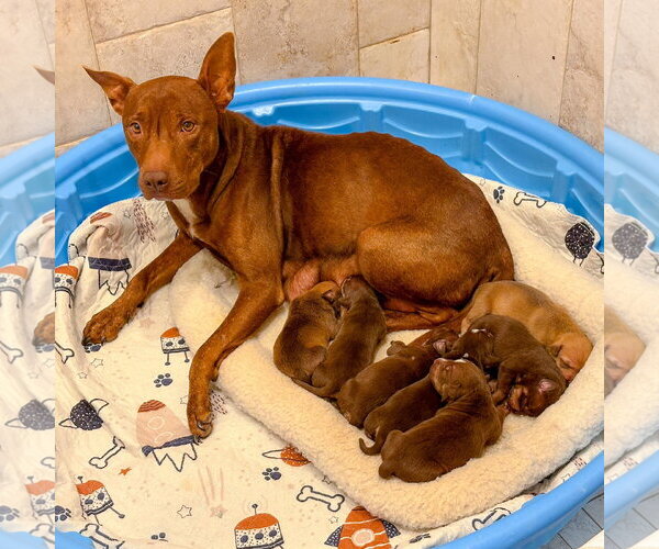 Medium Photo #17 Mutt Puppy For Sale in Holly Springs, NC, USA