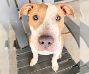 Mutt Dogs for adoption in Denver, CO, USA