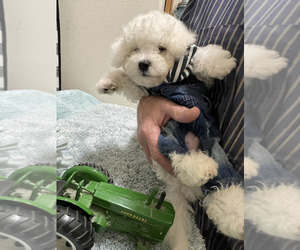 Bichon Frise Puppy for sale in DICKINSON, TX, USA