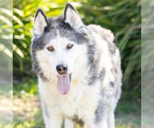 Siberian Husky Dogs for adoption in Camarillo, CA, USA