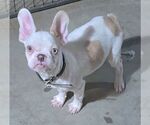 Small #1 Faux Frenchbo Bulldog
