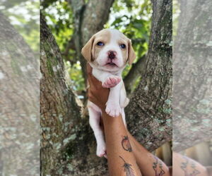 Mutt Dogs for adoption in Oakland Park , FL, USA