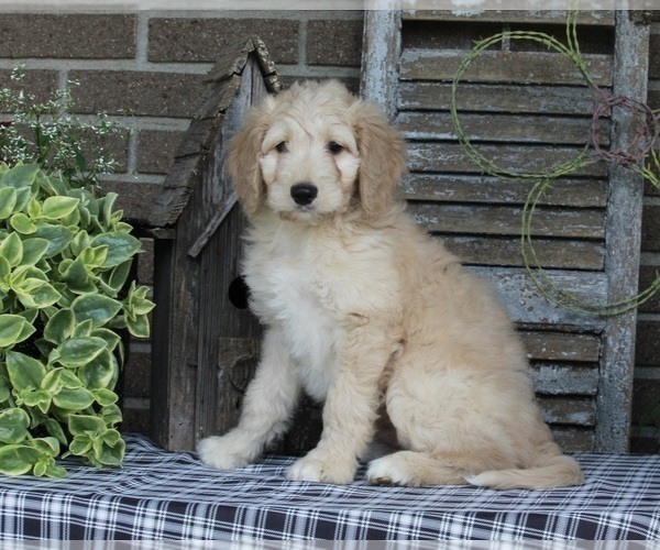 Medium Photo #8 Goldendoodle Puppy For Sale in FREDERICKSBURG, OH, USA