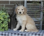 Small Photo #8 Goldendoodle Puppy For Sale in FREDERICKSBURG, OH, USA