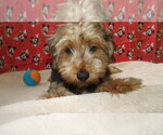 Puppy Milo Yorkshire Terrier