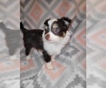 Small Photo #7 Miniature Australian Shepherd Puppy For Sale in ADAIR VILLAGE, OR, USA