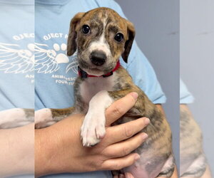 Mutt Dogs for adoption in Gilberts, IL, USA