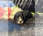 Small #1 Bernedoodle