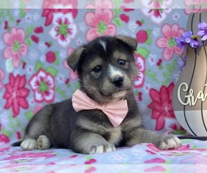 Labrador Retriever-Siberian Husky Mix Puppy for sale in LANCASTER, PA, USA